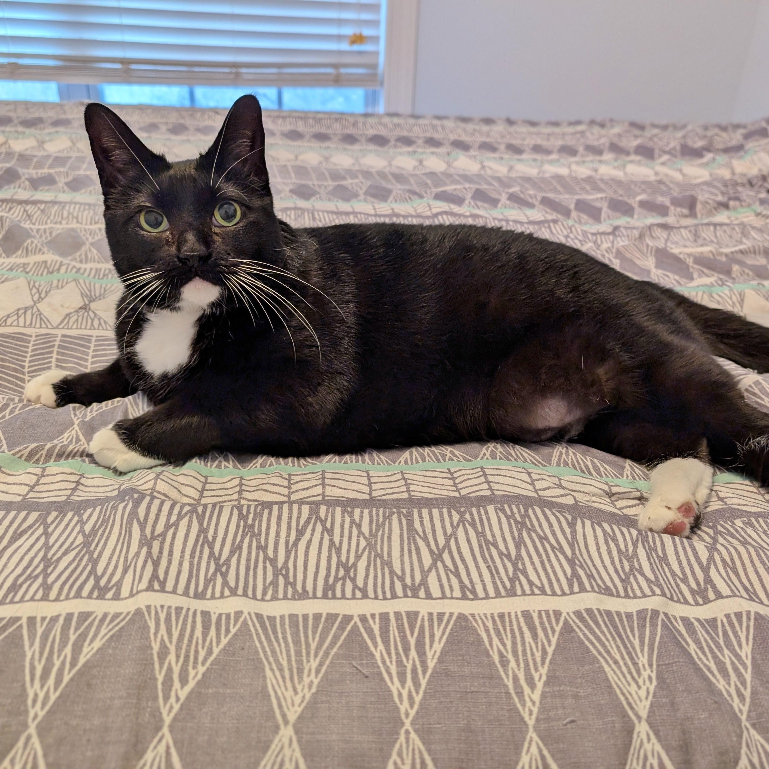 Enlarge Gigi, an adoptable mixed breed in Helena, AL image 1/6