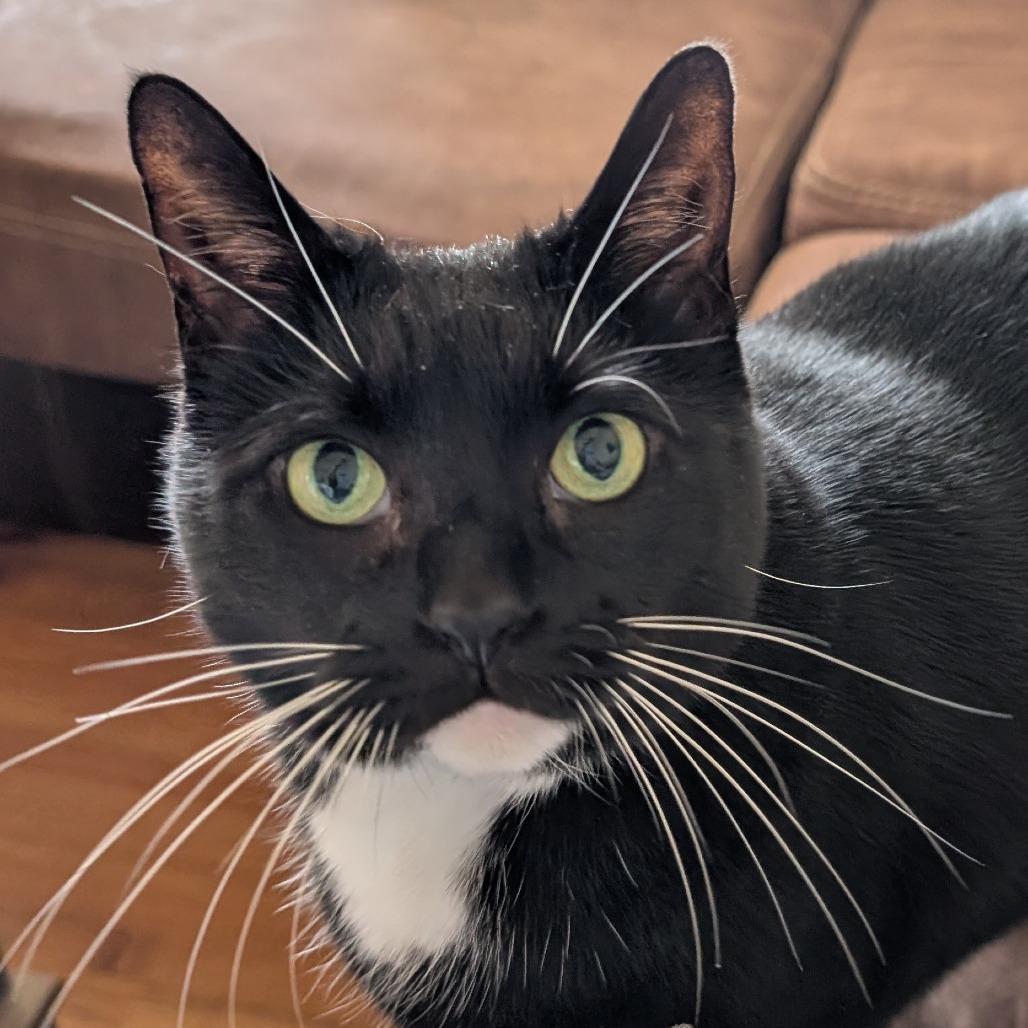 Enlarge Gigi, an adoptable mixed breed in Helena, AL image 2/6