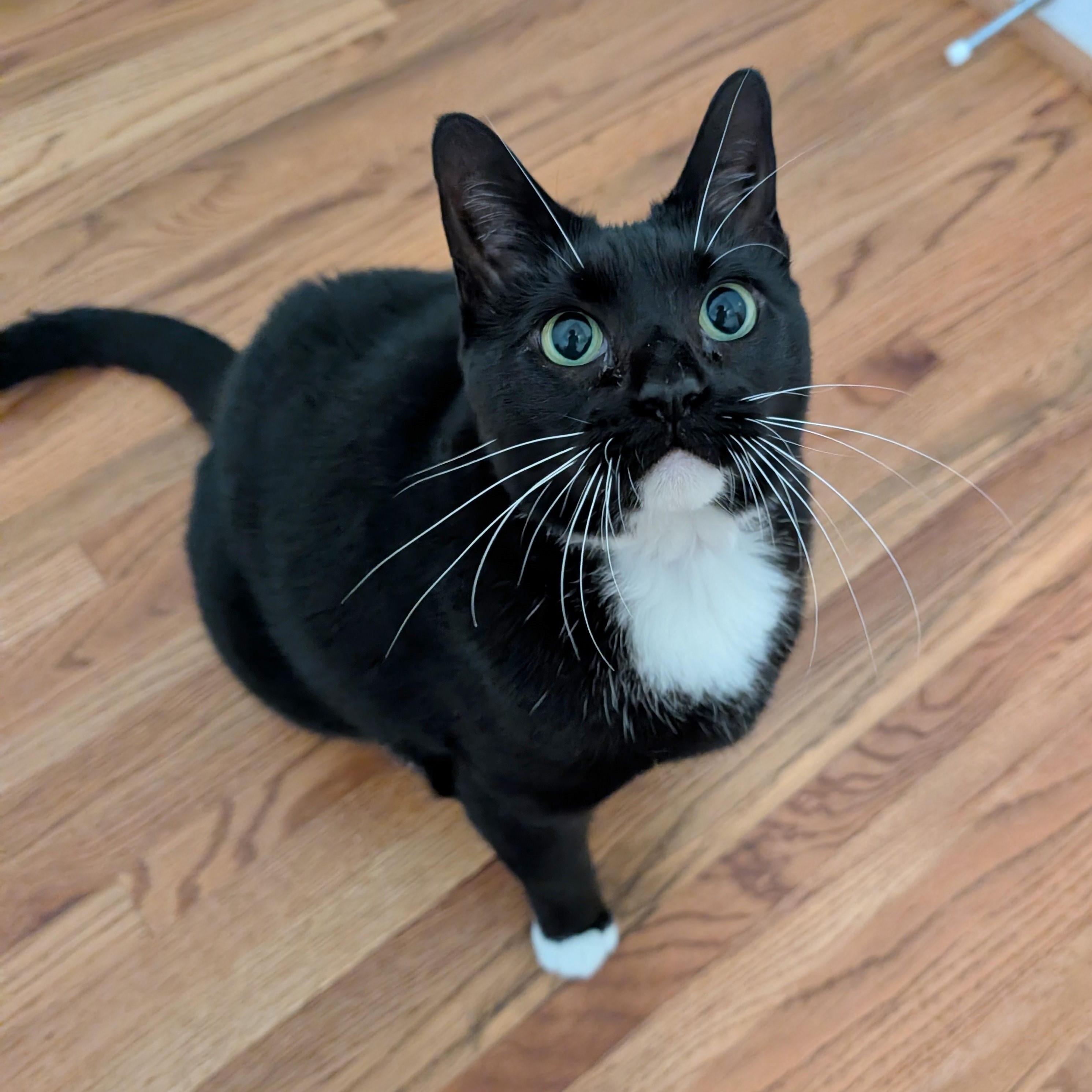 Enlarge Gigi, an adoptable mixed breed in Helena, AL image 3/6