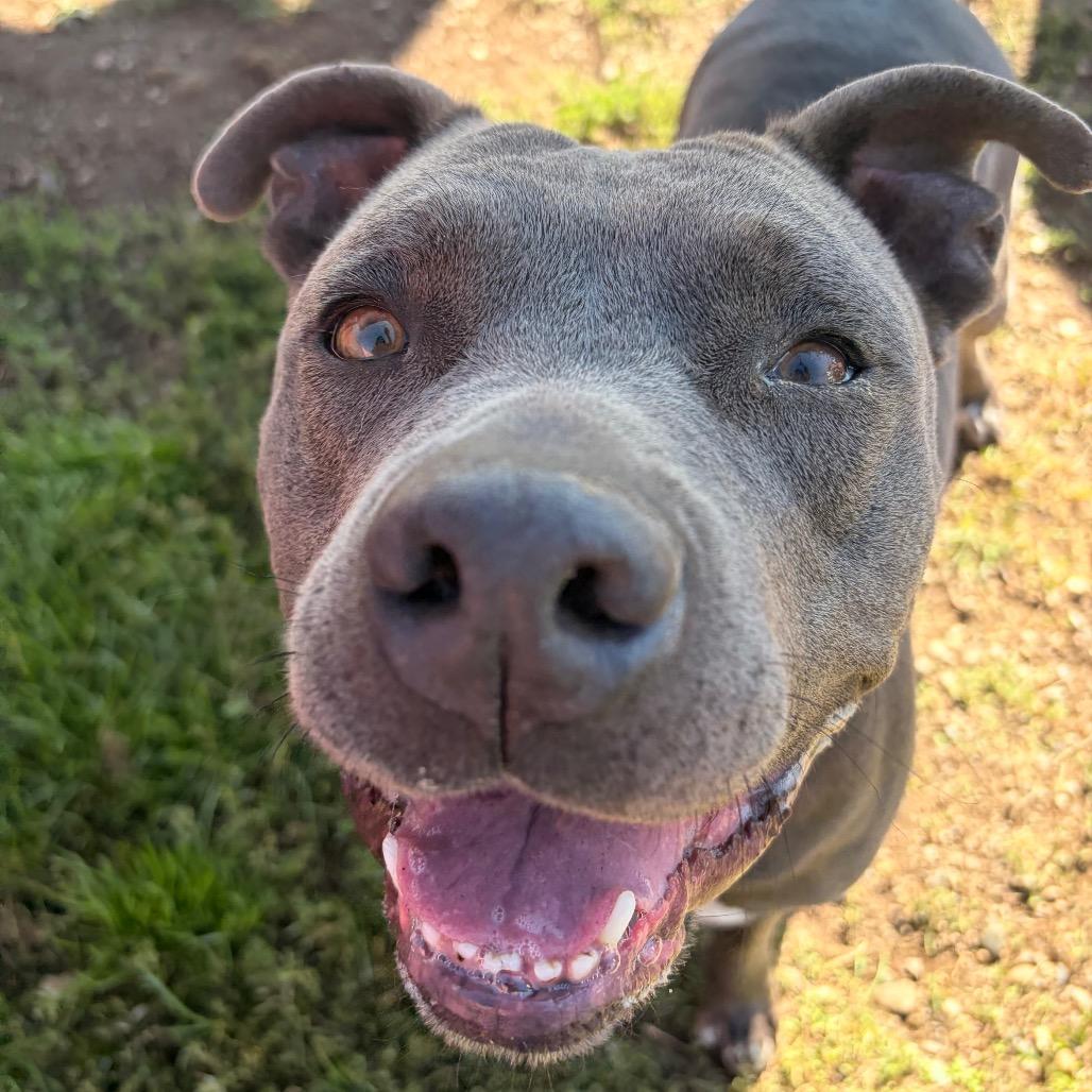 Enlarge Skye, a Adoptable American Staffordshire Terrier in Spokane, WA image 1/6