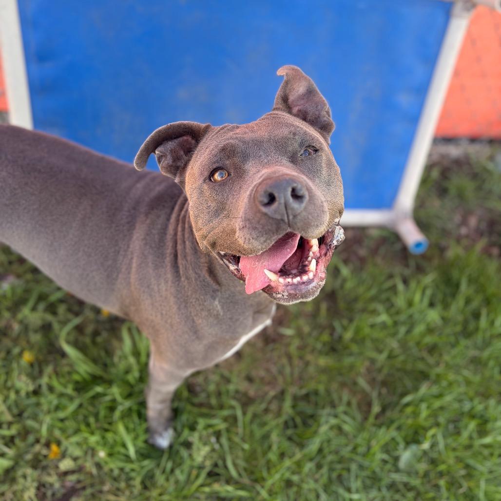 Enlarge Skye, a Adoptable American Staffordshire Terrier in Spokane, WA image 2/6
