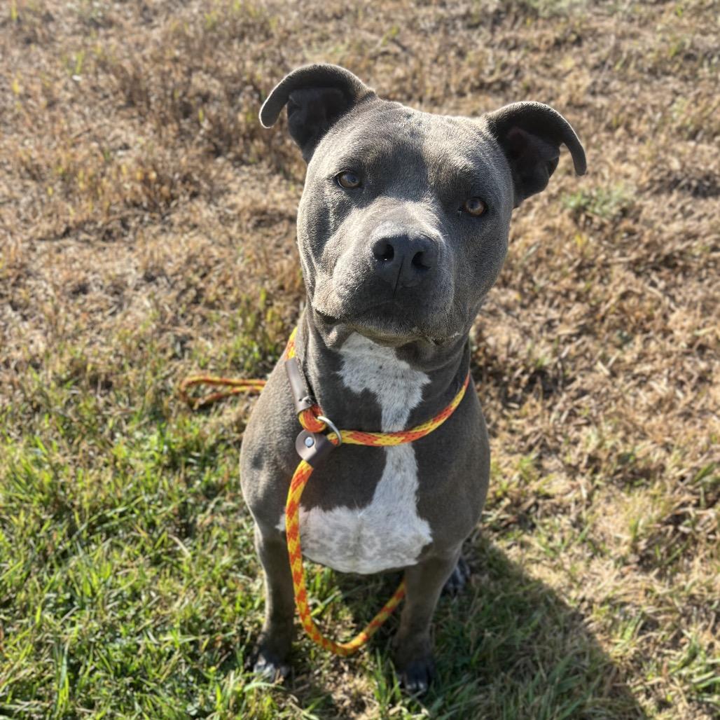 Enlarge Skye, a Adoptable American Staffordshire Terrier in Spokane, WA image 3/6