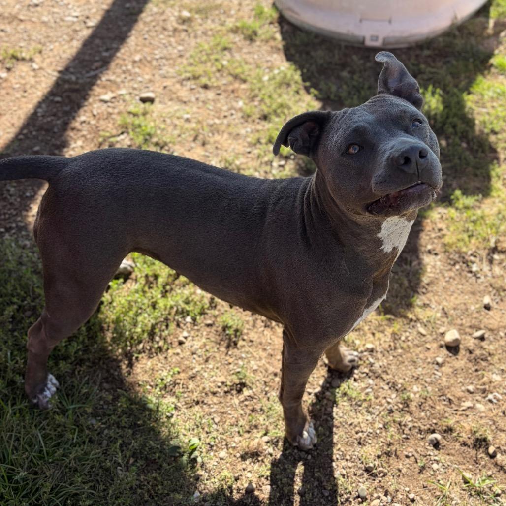 Enlarge Skye, a Adoptable American Staffordshire Terrier in Spokane, WA image 4/6