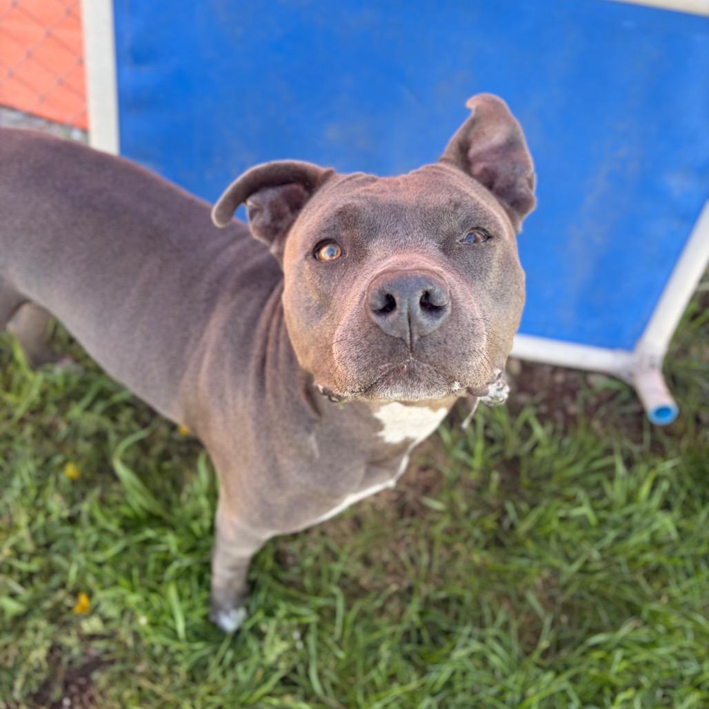 Enlarge Skye, a Adoptable American Staffordshire Terrier in Spokane, WA image 5/6