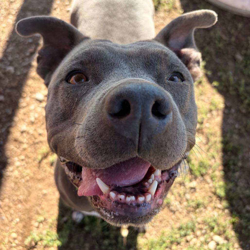 Enlarge Skye, a Adoptable American Staffordshire Terrier in Spokane, WA image 6/6