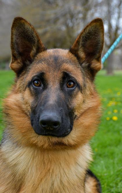 Sweetpea, Adoptable, Adult Female German Shepherd Dog & Mixed Breed.