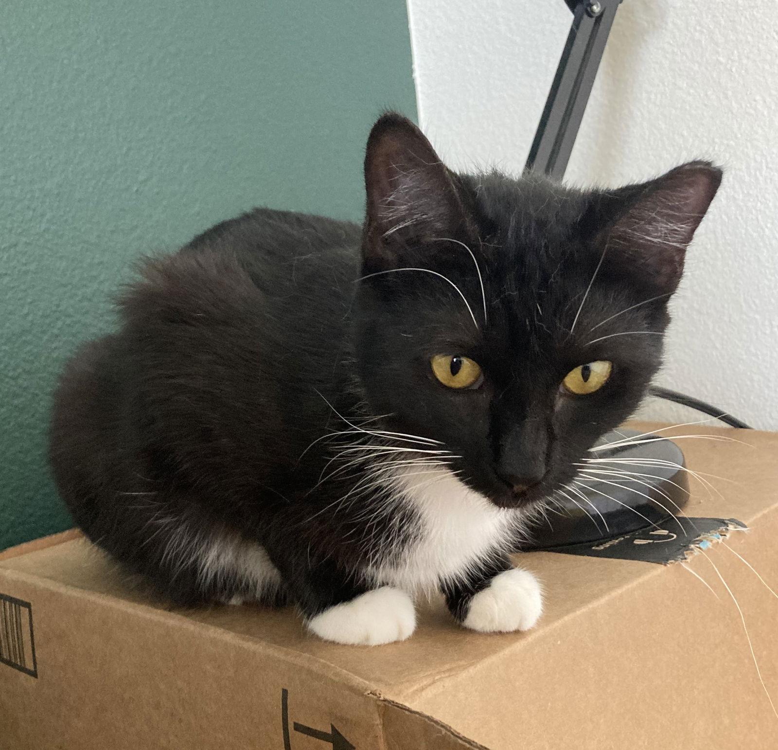 Biscuits and Gravy #bonded-sisters