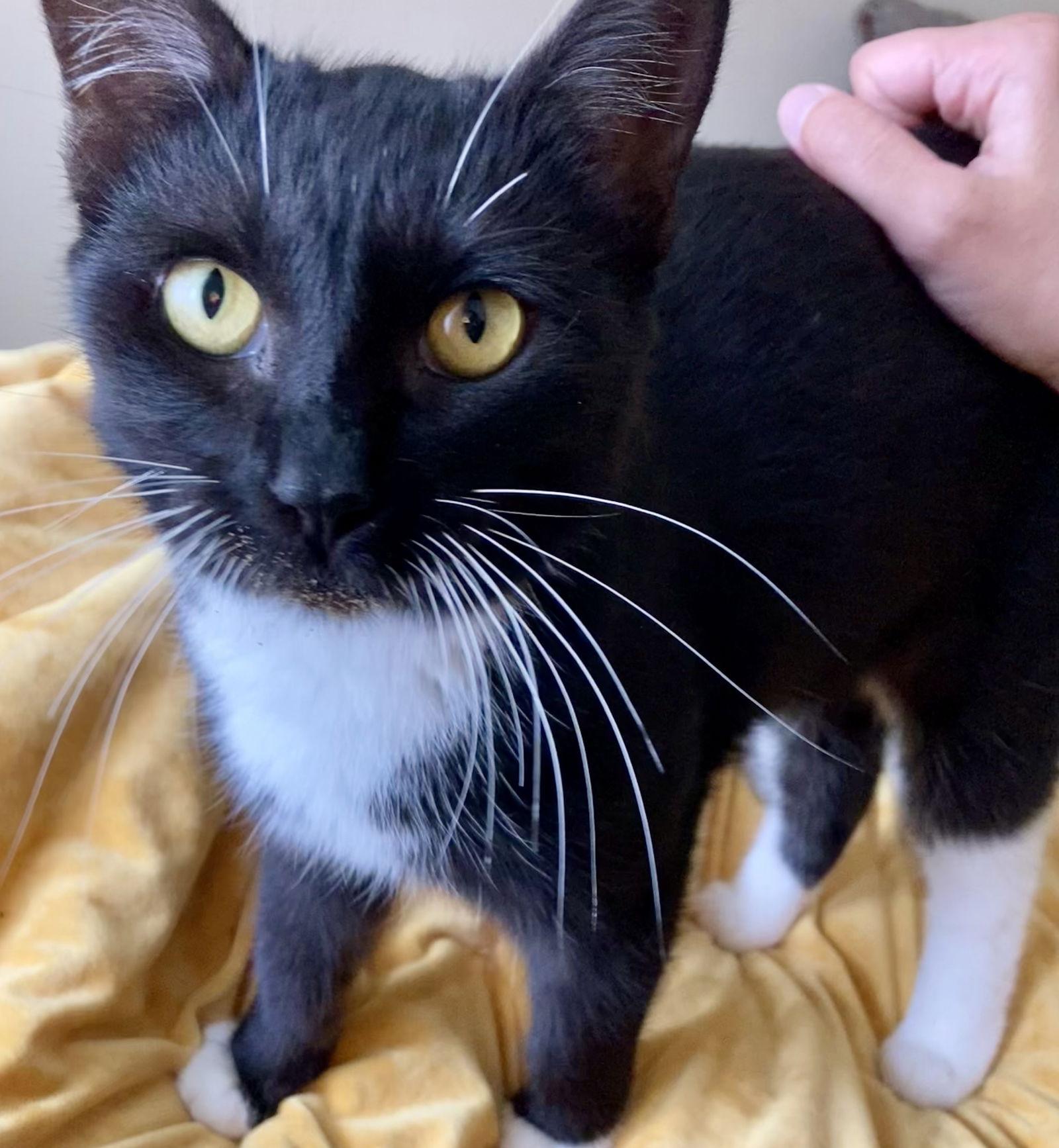 Enlarge Biscuits and Gravy #bonded-sisters, a Adopted mixed breed in Houston, TX image 2/4