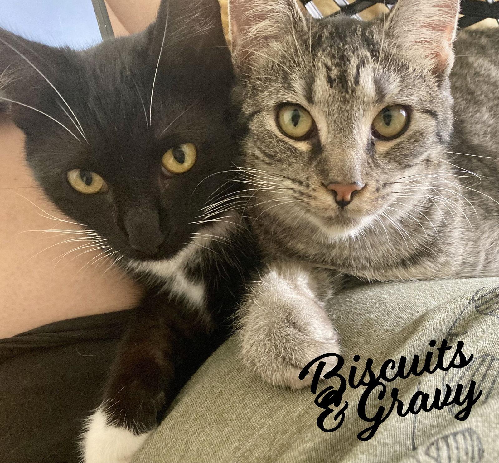 Biscuits and Gravy #bonded-sisters