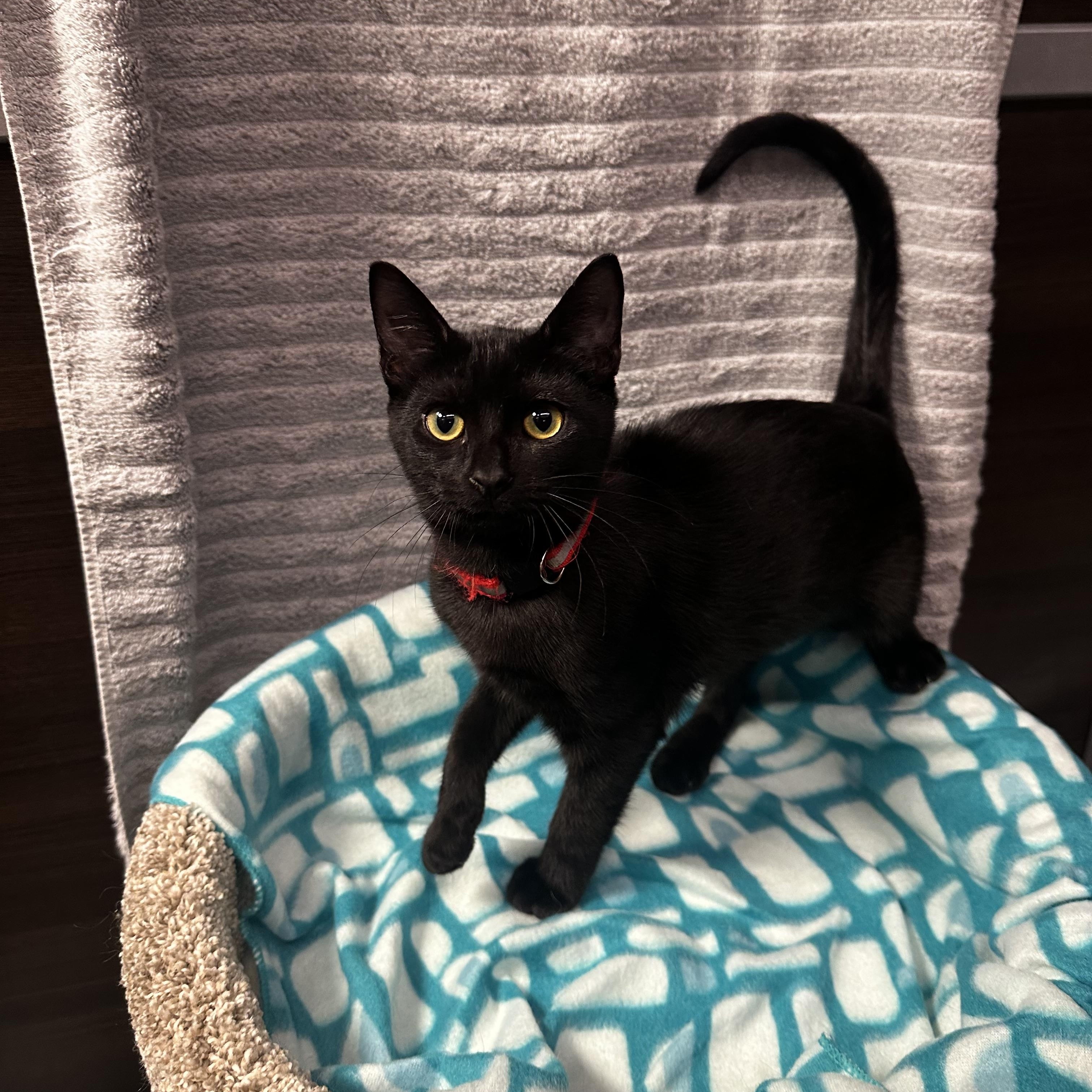 Enlarge Miranda - Kuykendahl Petsmart, a Adopted Domestic Short Hair in Spring, TX image 3/4
