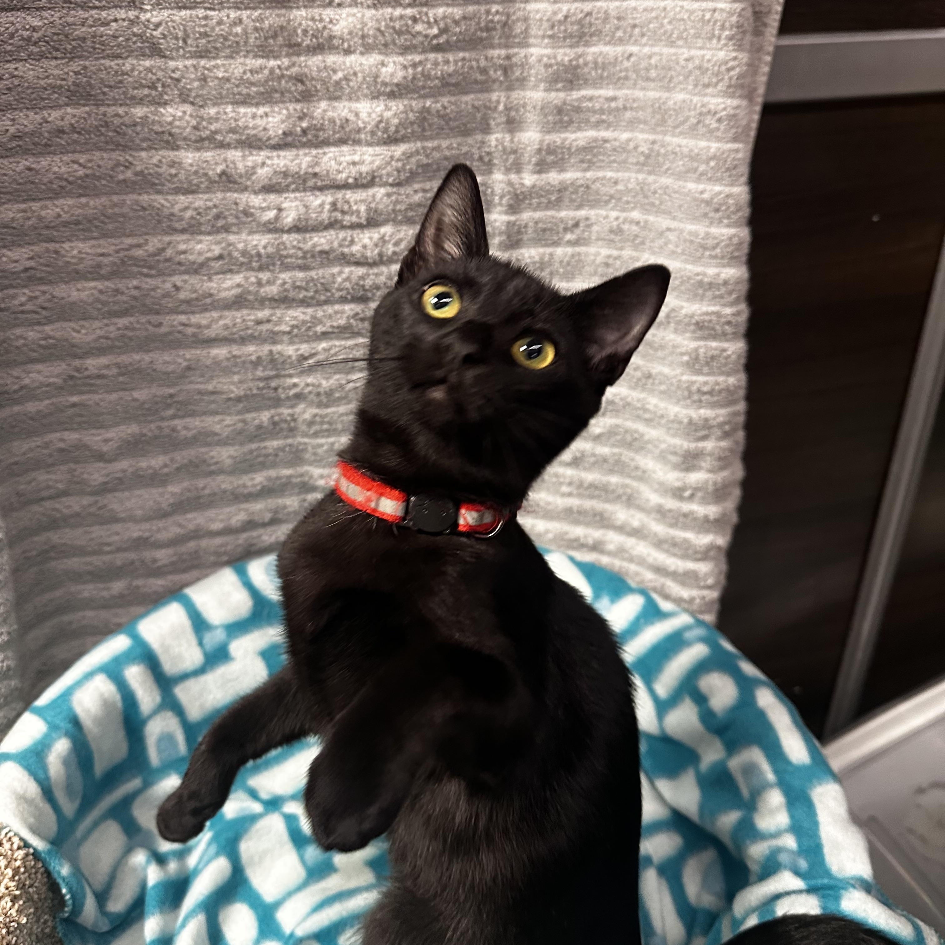 Enlarge Miranda - Kuykendahl Petsmart, a Adopted Domestic Short Hair in Spring, TX image 4/4