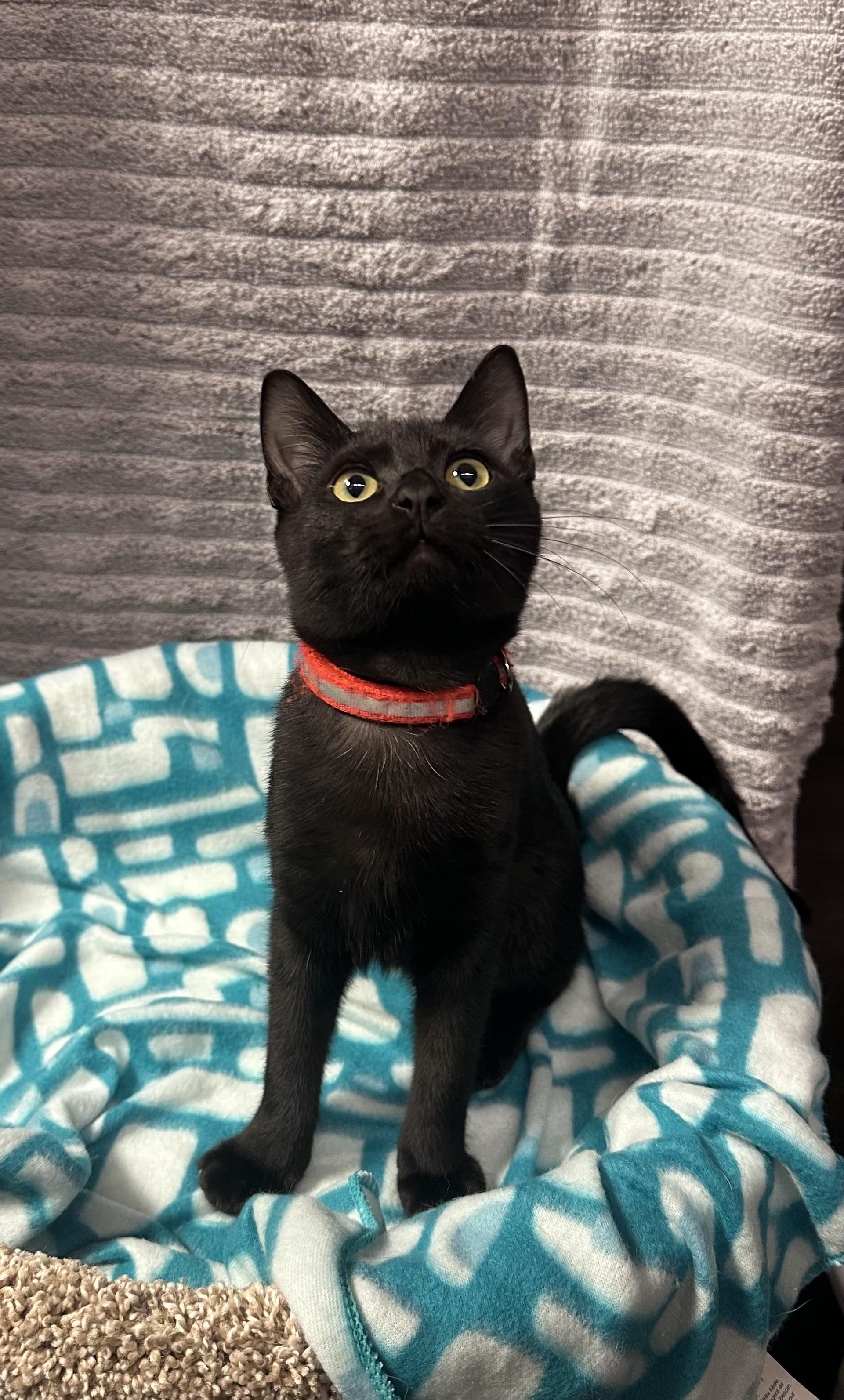 Enlarge Miranda - Kuykendahl Petsmart, a Adopted Domestic Short Hair in Spring, TX image 2/4