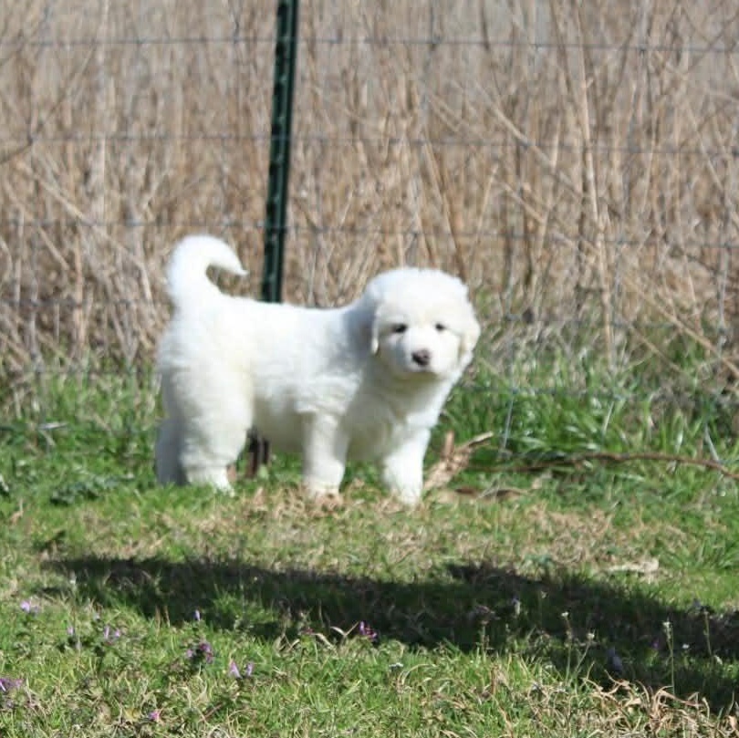 Flurry — thumbnail 2