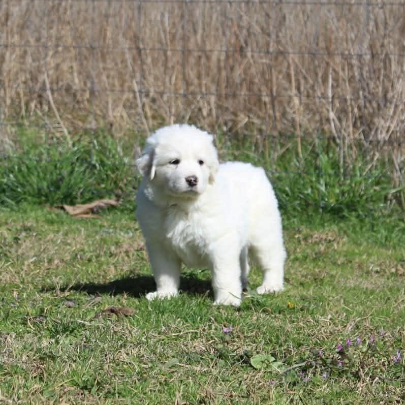 Flurry — thumbnail 4