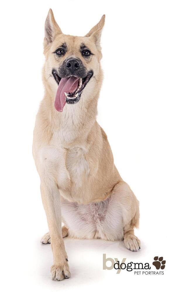 Kiah, Adoptable, Adult Female Husky.