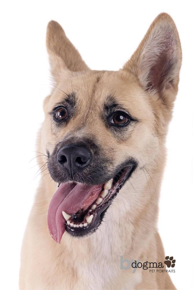 Enlarge Kiah, a Adoptable mixed breed in Mission Viejo, CA image 2/6