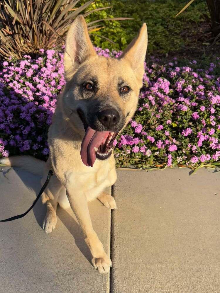 Enlarge Kiah, a Adoptable mixed breed in Mission Viejo, CA image 3/6