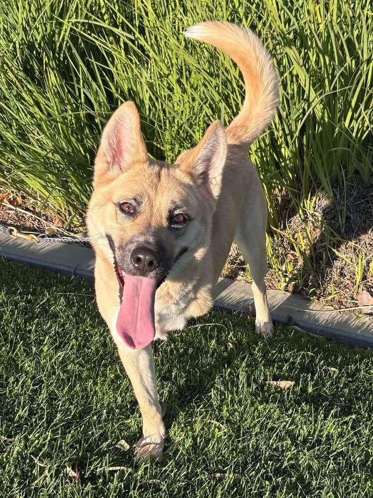 Enlarge Kiah, a Adoptable mixed breed in Mission Viejo, CA image 4/6