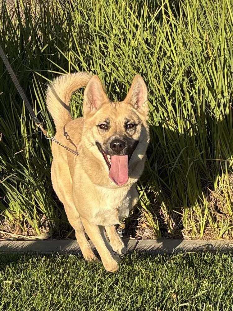 Enlarge Kiah, a Adoptable mixed breed in Mission Viejo, CA image 5/6