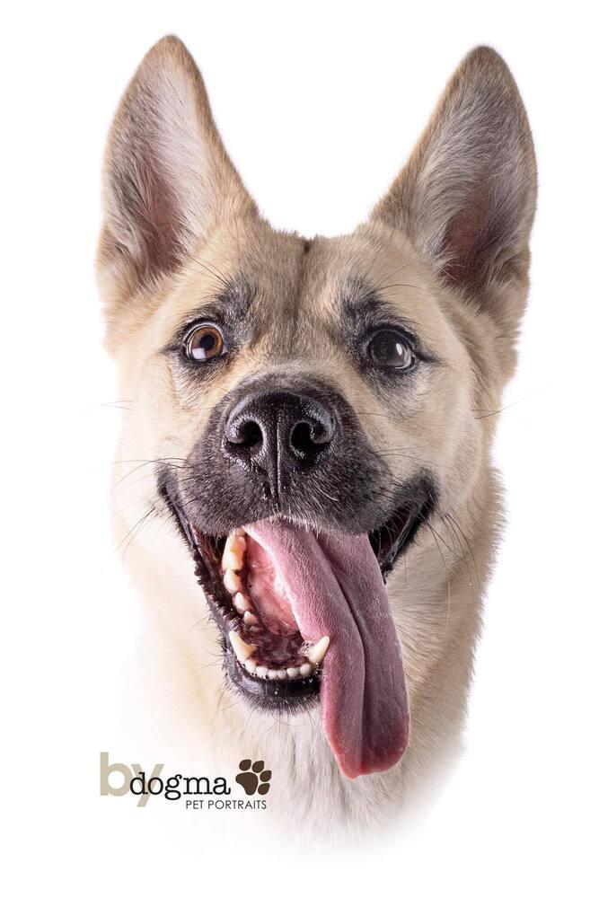 Enlarge Kiah, a Adoptable mixed breed in Mission Viejo, CA image 6/6