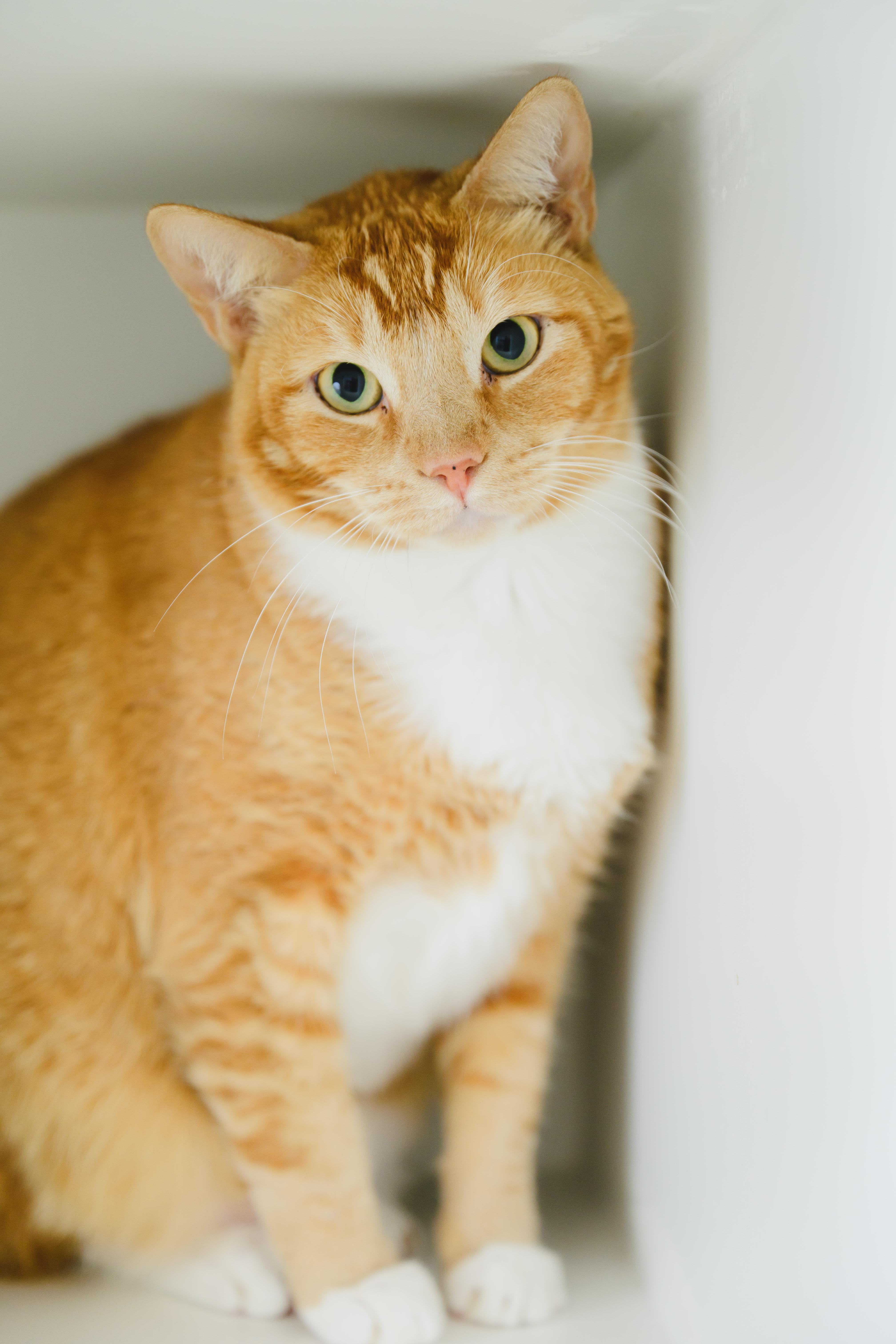 Enlarge JEFF, a Adoptable mixed breed in Honolulu, HI image 1/6