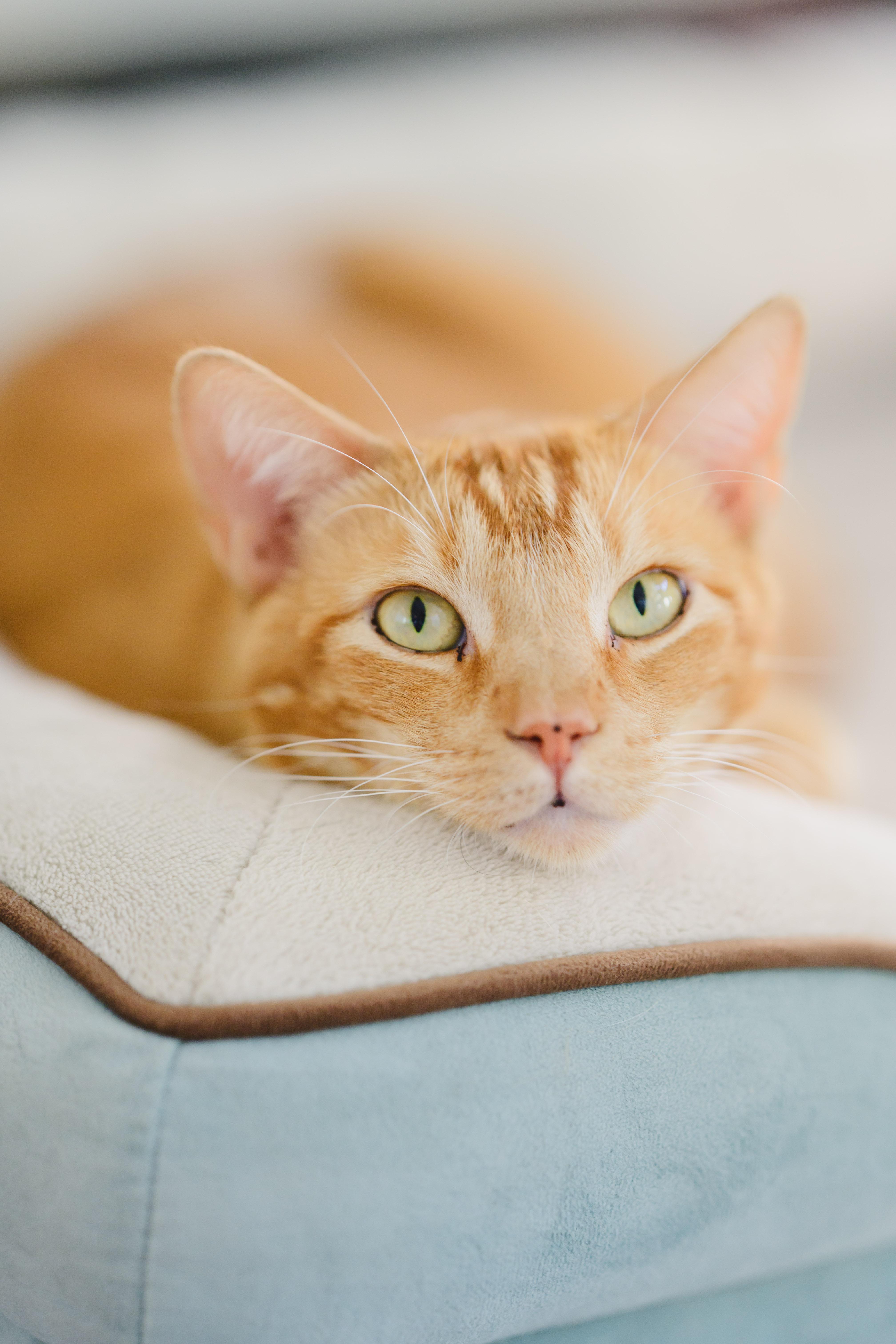 JEFF, Adoptable, Adult Male Domestic Short Hair.