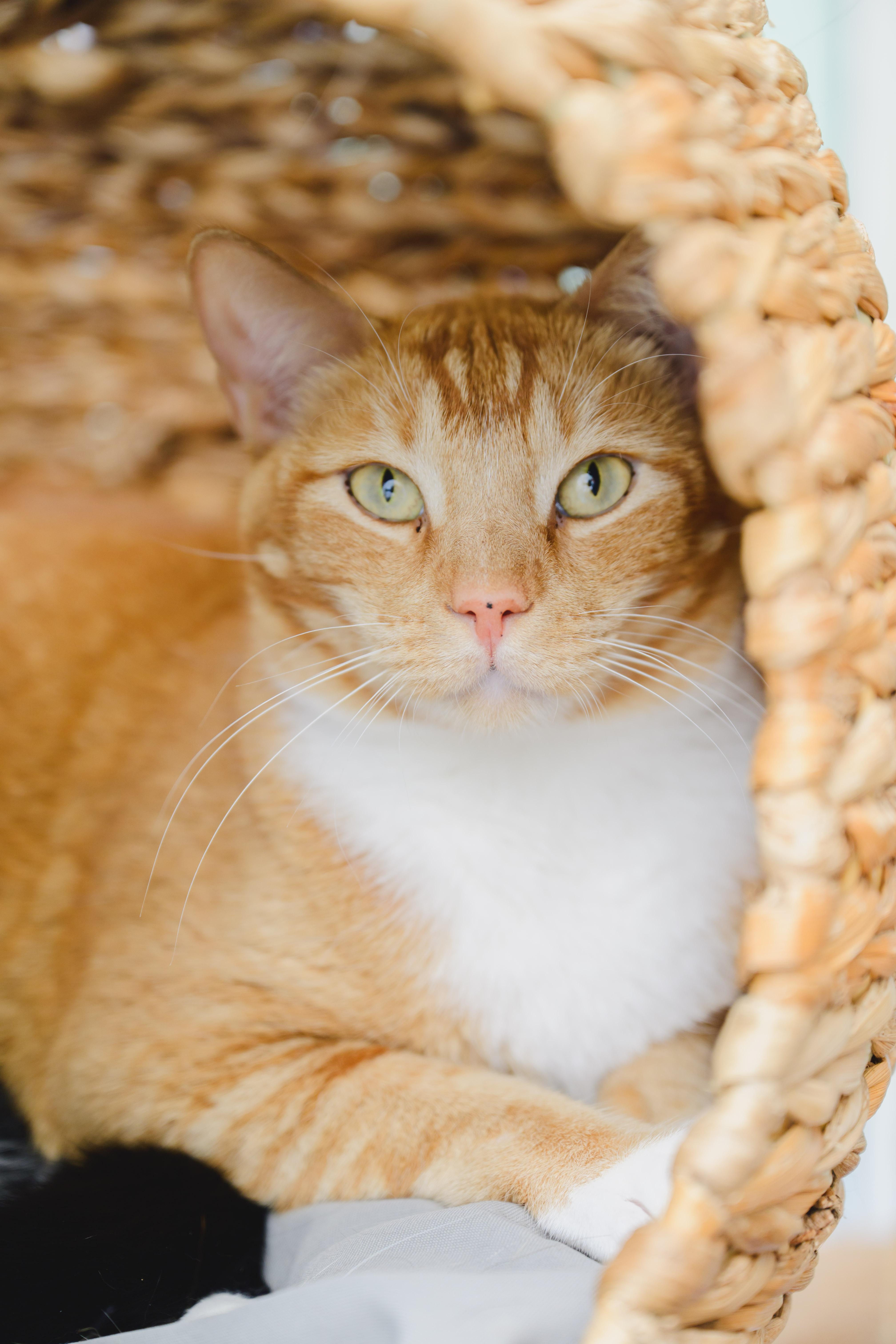 Enlarge JEFF, a Adoptable mixed breed in Honolulu, HI image 3/6