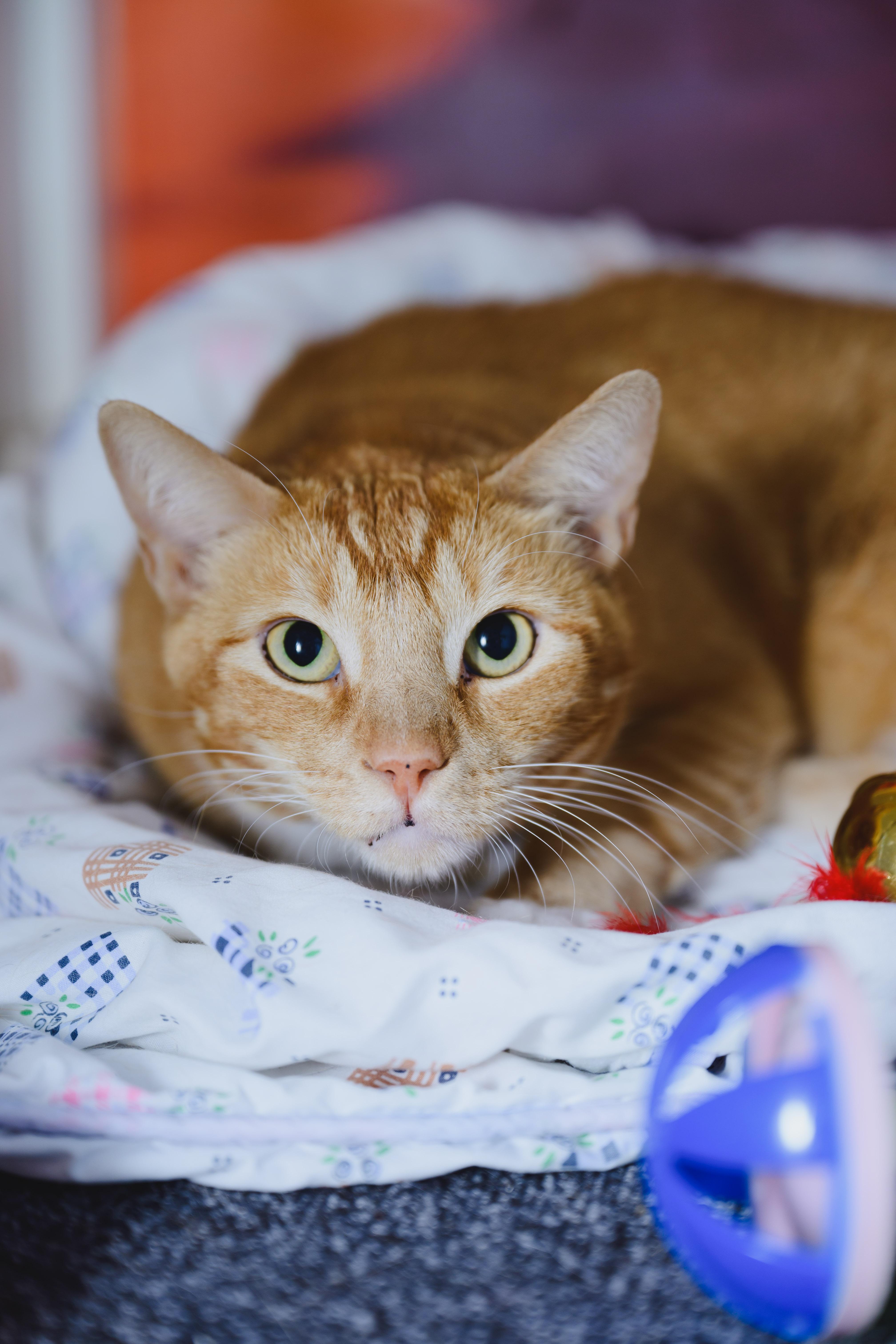 Enlarge JEFF, a Adoptable mixed breed in Honolulu, HI image 4/6