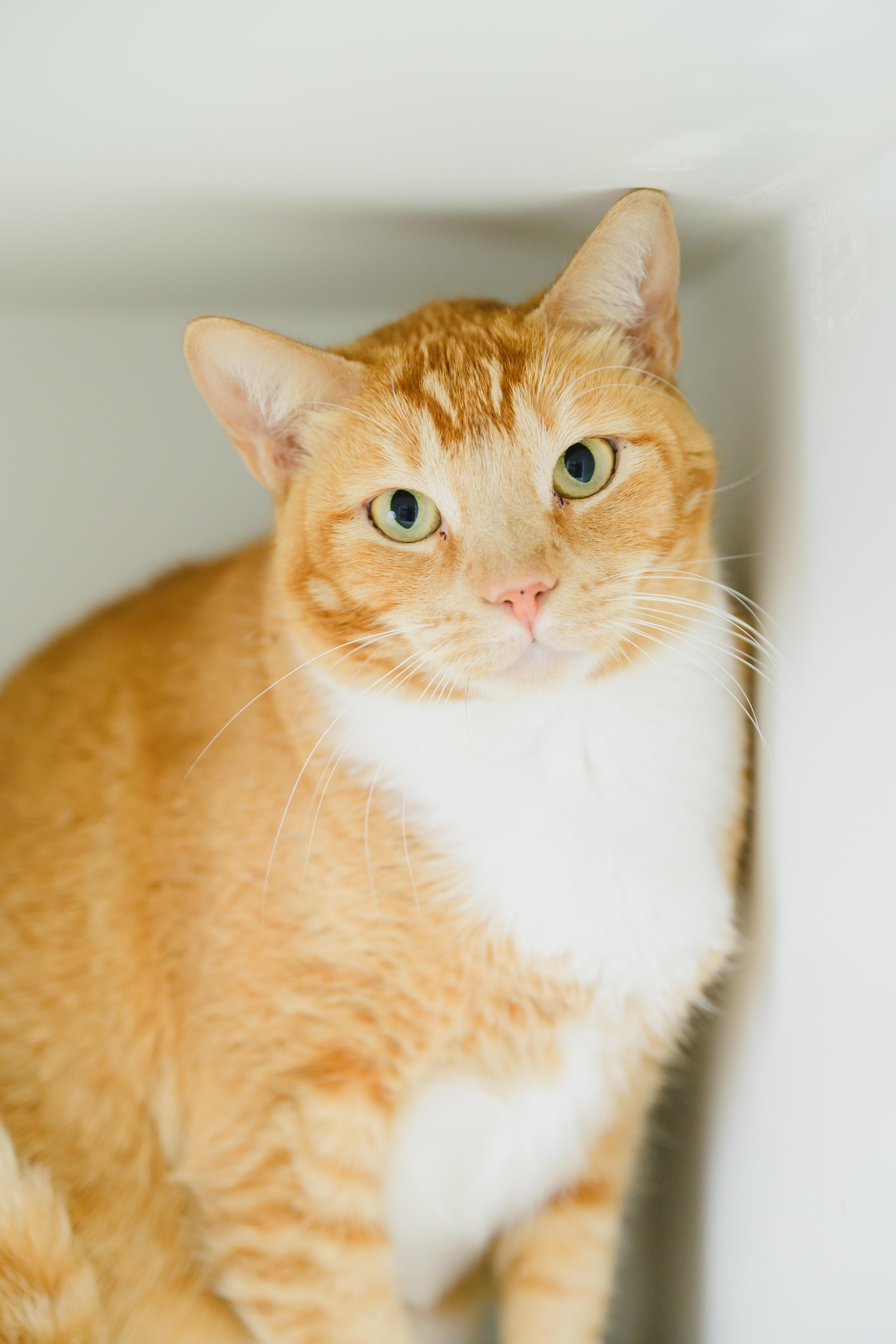 Enlarge JEFF, a Adoptable mixed breed in Honolulu, HI image 5/6