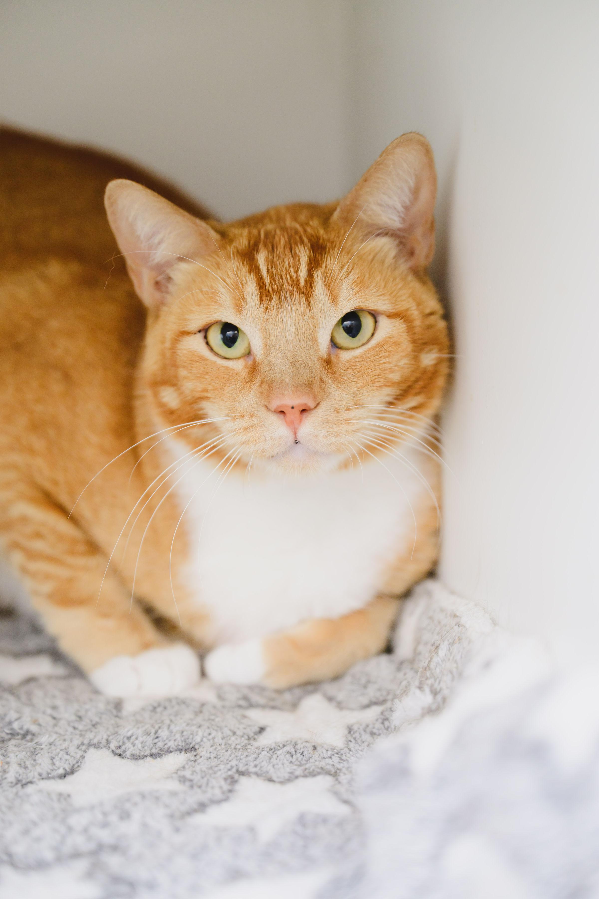 Enlarge JEFF, a Adoptable mixed breed in Honolulu, HI image 6/6