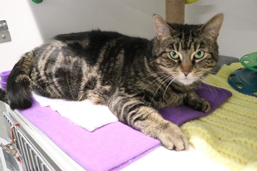 Amethyst, Adoptable, Young Female Domestic Short Hair.