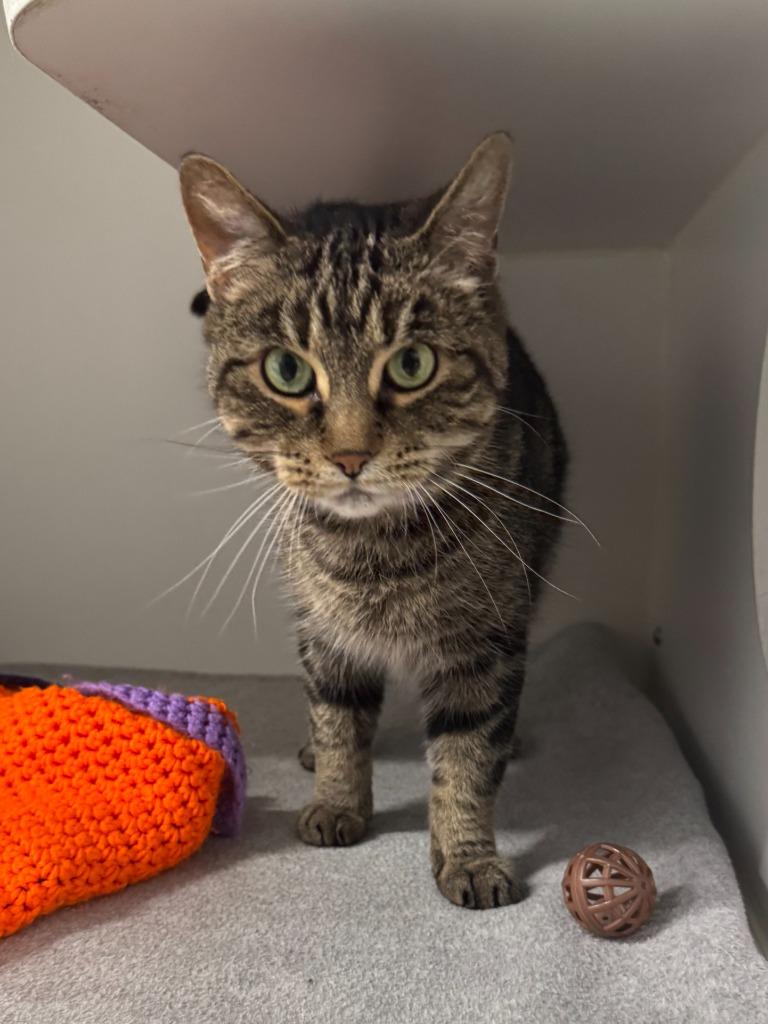 Amethyst, Adoptable, Young Female Domestic Short Hair.