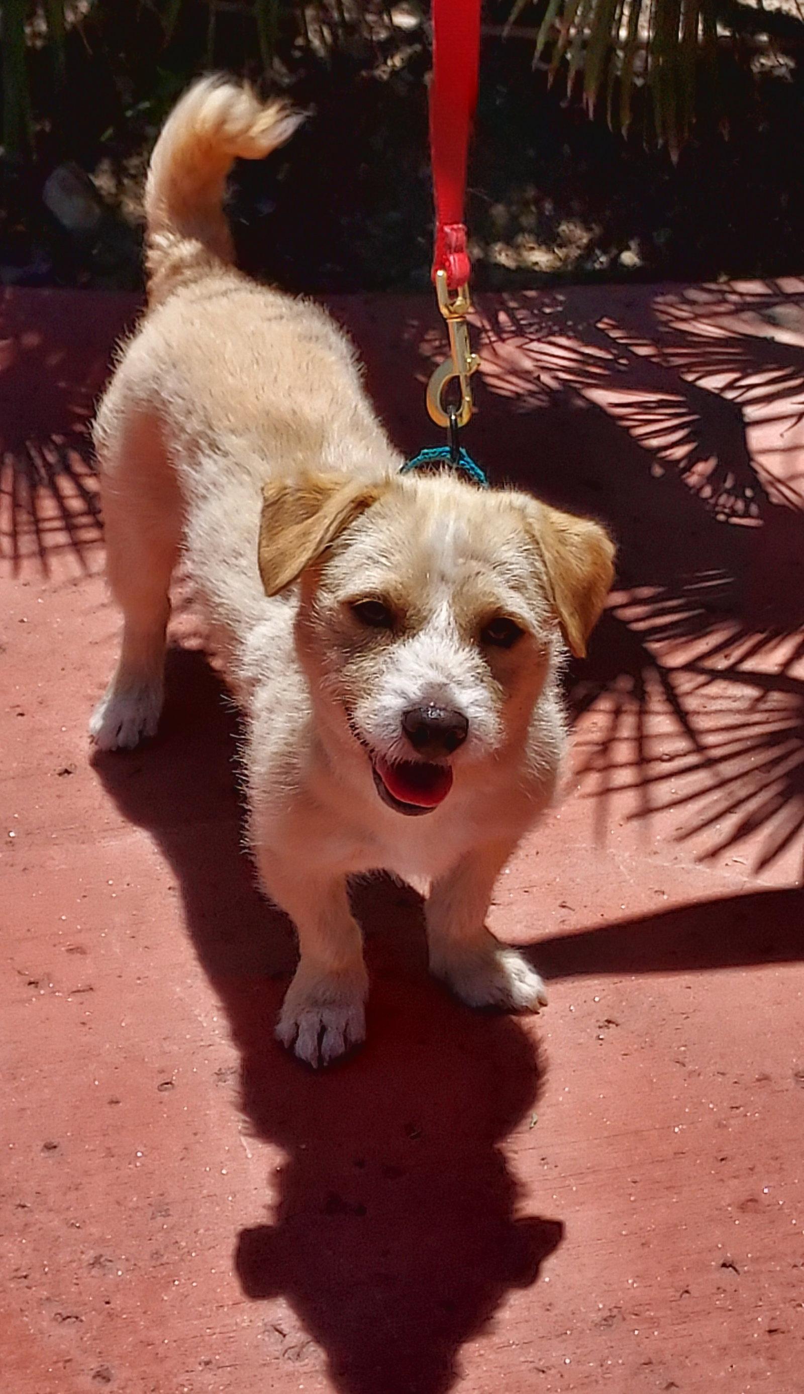 Benji, Adopted, Adult Male Terrier.