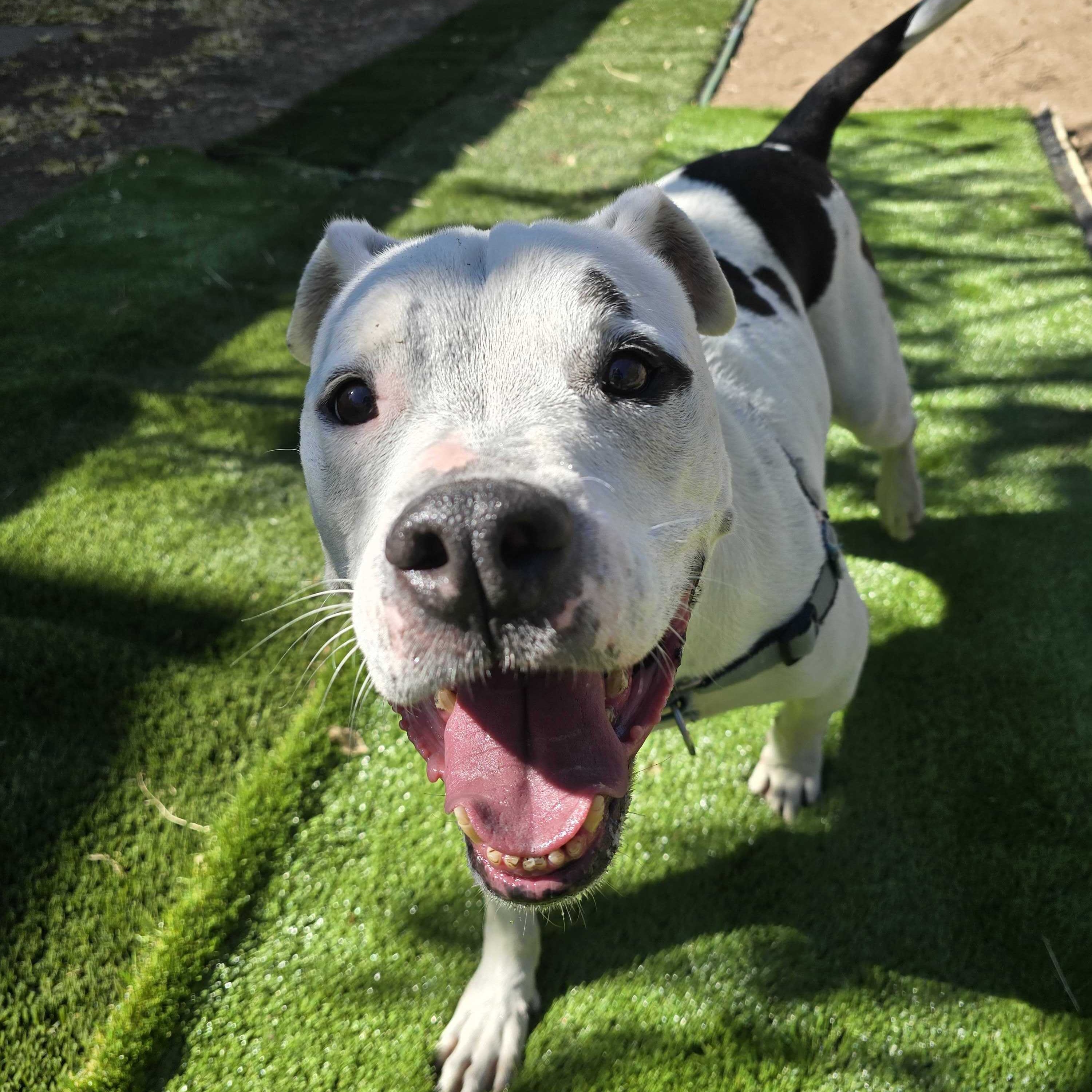Petey, Adoptable, Senior Male American Bulldog.