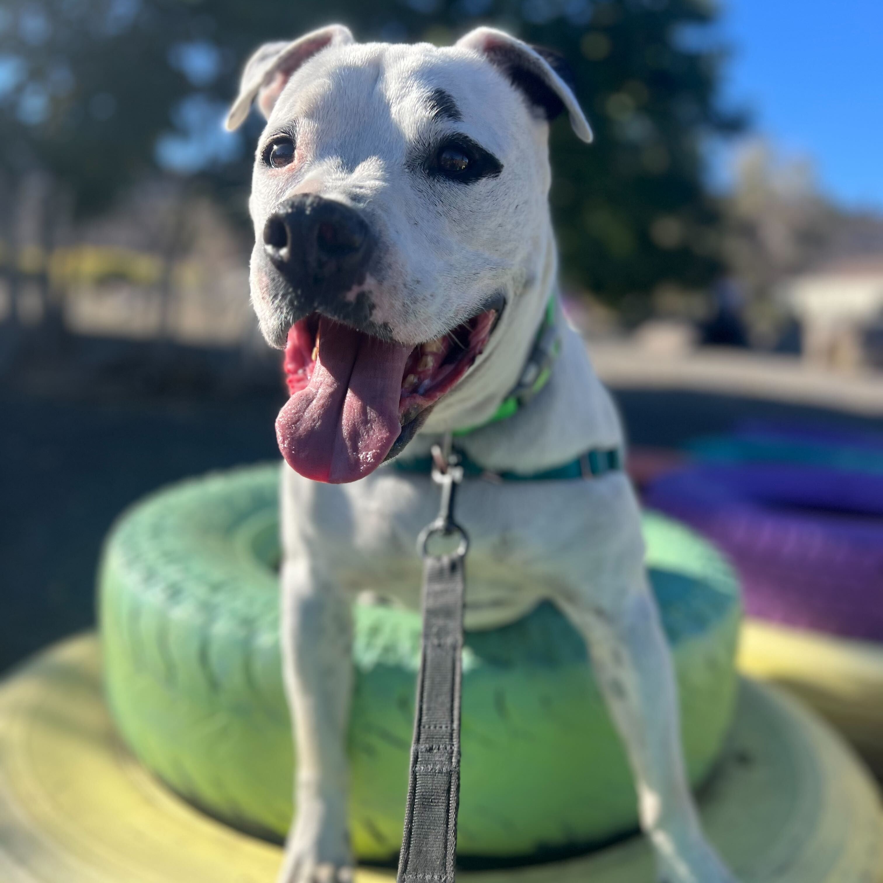 Petey, a Adoptable mixed breed in Washoe Valley, NV image 2/2