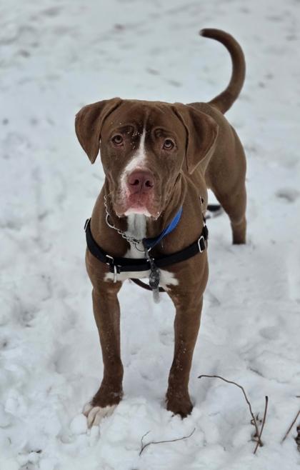 Dana, an adopted Mixed Breed in Toronto, ON image 2/3
