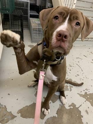 Dana, an adopted Mixed Breed in Toronto, ON image 1/3