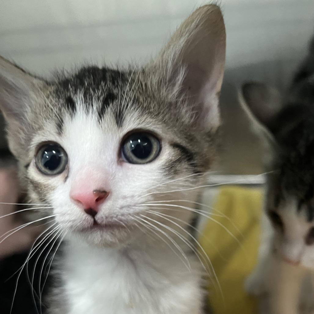 Frosted Flakes, a Adoptable Domestic Long Hair in Richmond Hill, GA image 2/2