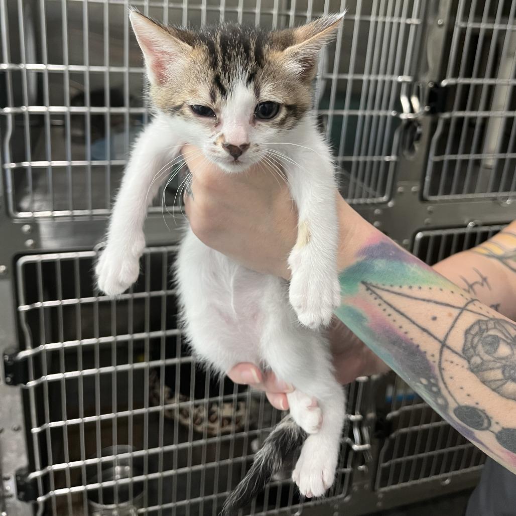 Enlarge Frosted Flakes, a Adoptable Domestic Long Hair in Richmond Hill, GA image 2/2