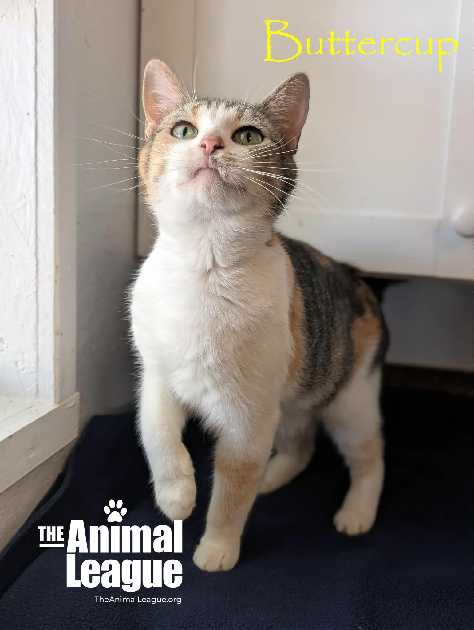 Enlarge Buttercup, a ADOPTABLE Calico in Groveland, FL image 2/5