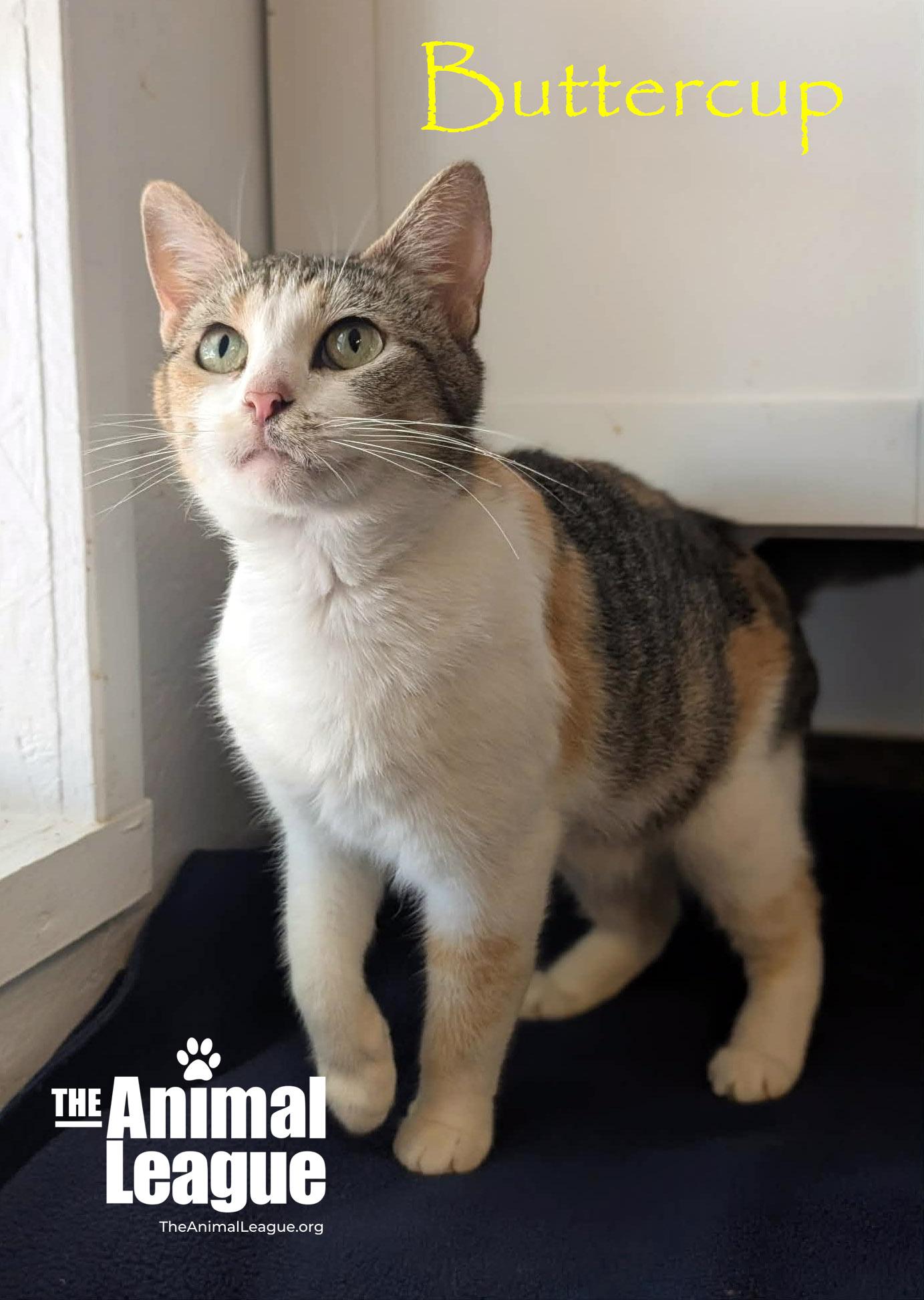 Buttercup, ADOPTABLE, Adult Female Calico.