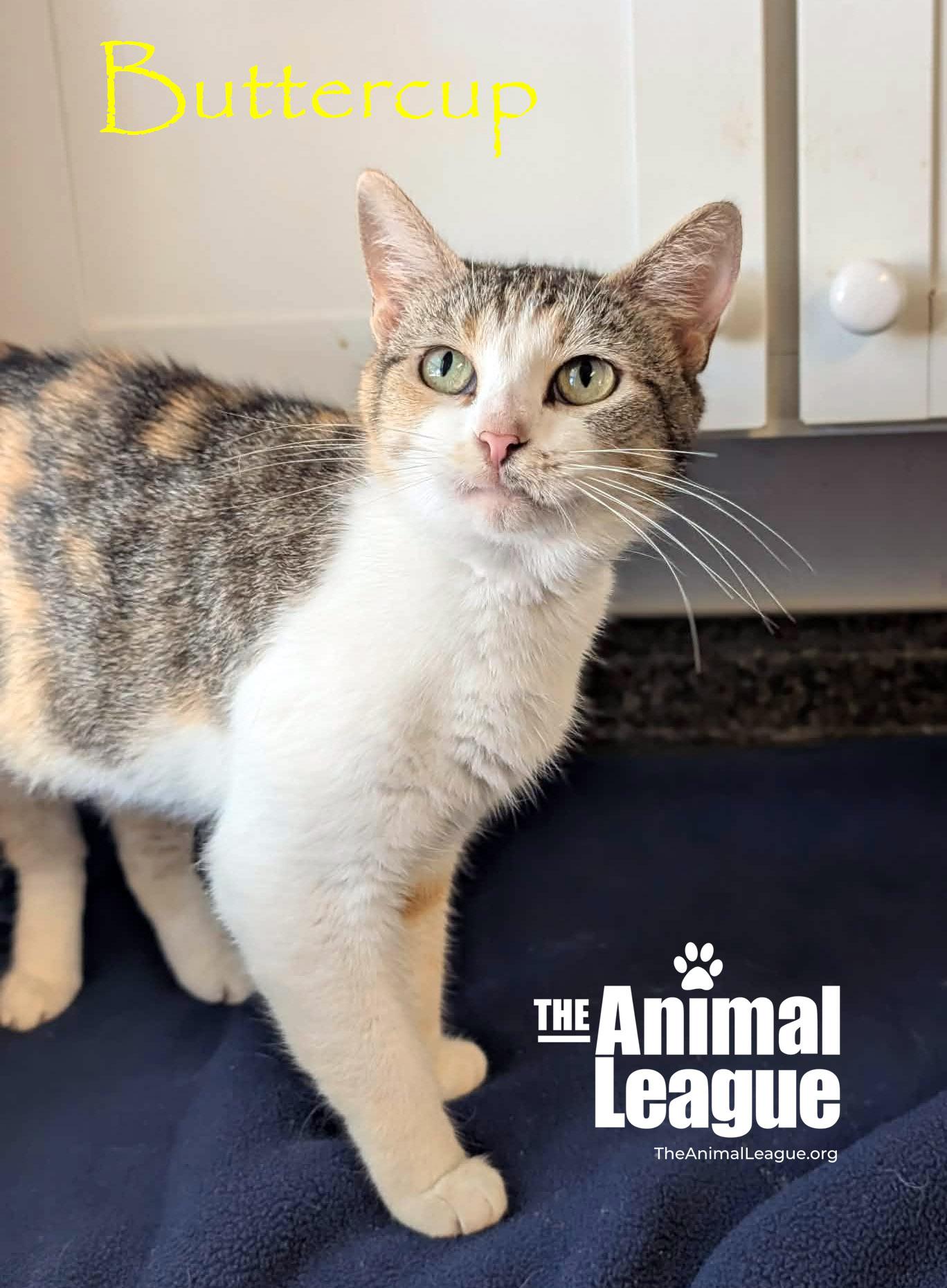 Enlarge Buttercup, a ADOPTABLE Calico in Groveland, FL image 4/5
