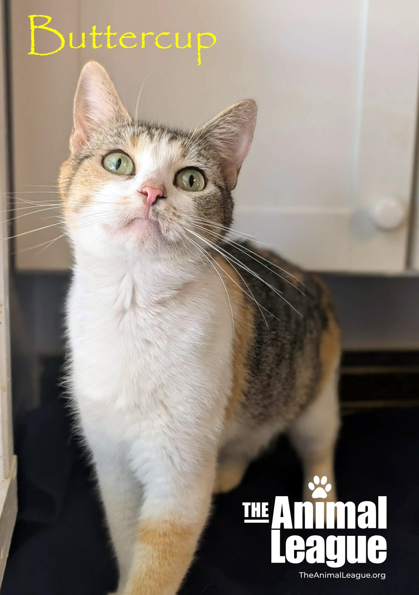 Enlarge Buttercup, a ADOPTABLE Calico in Groveland, FL image 3/5