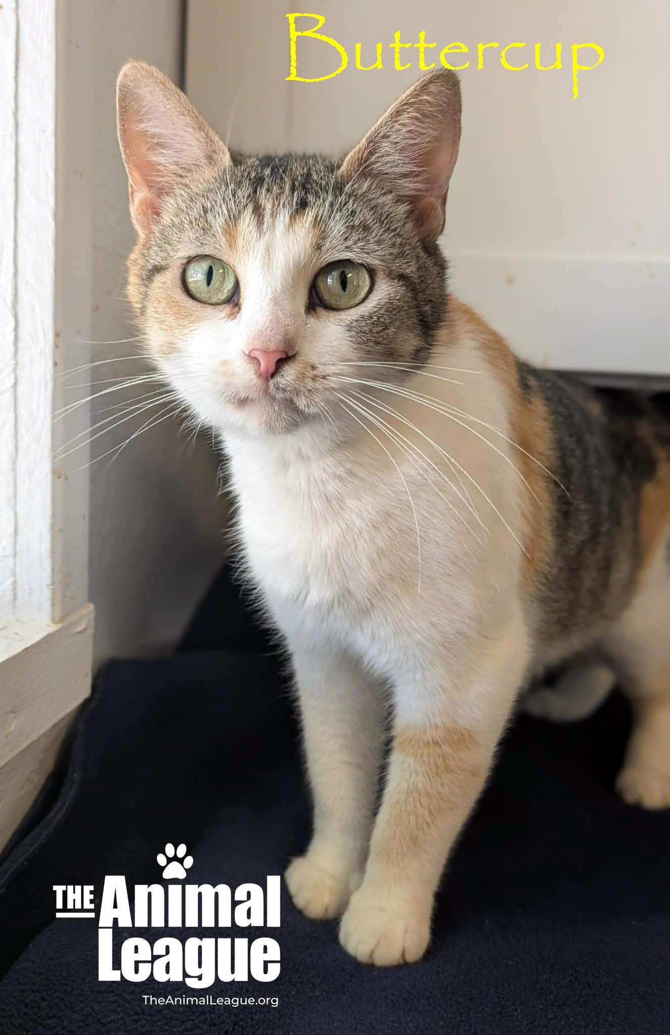 Enlarge Buttercup, a ADOPTABLE Calico in Groveland, FL image 5/5