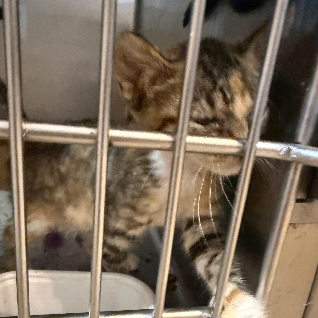 Moe, Adoptable, Kitten Female Domestic Short Hair.