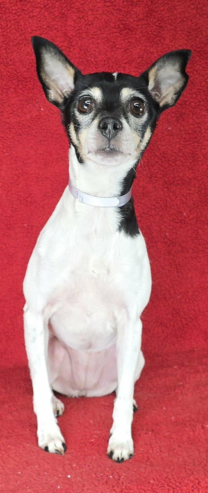 Enlarge Daisy , an adopted Chihuahua in New York, NY image 2/2