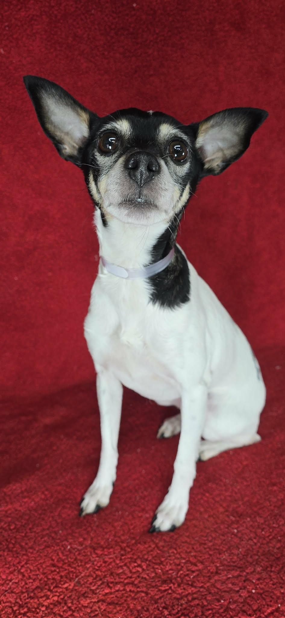Daisy , adopted, Adult Female Chihuahua.