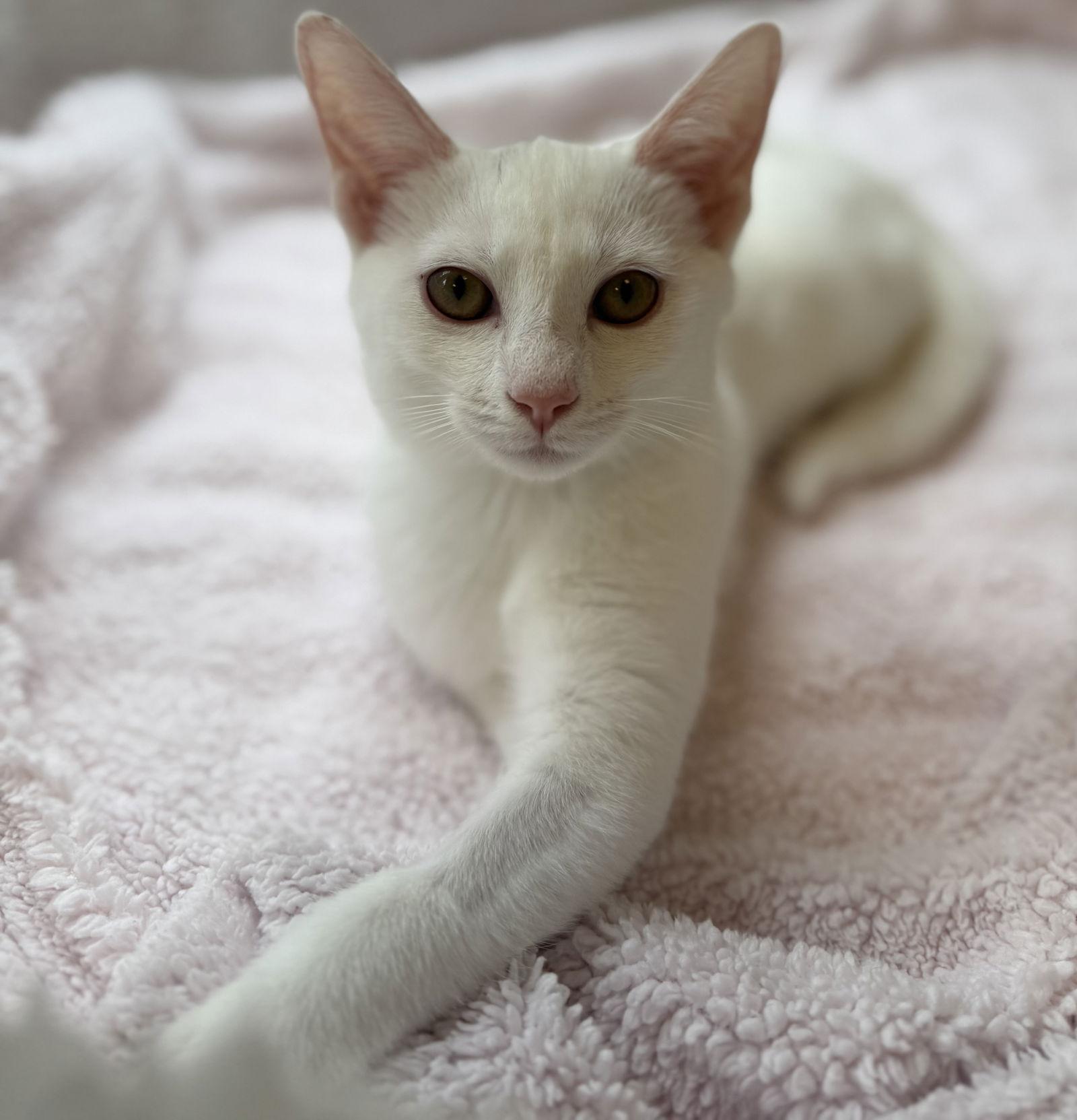 Saltine, Adoptable, Young Female Domestic Short Hair.