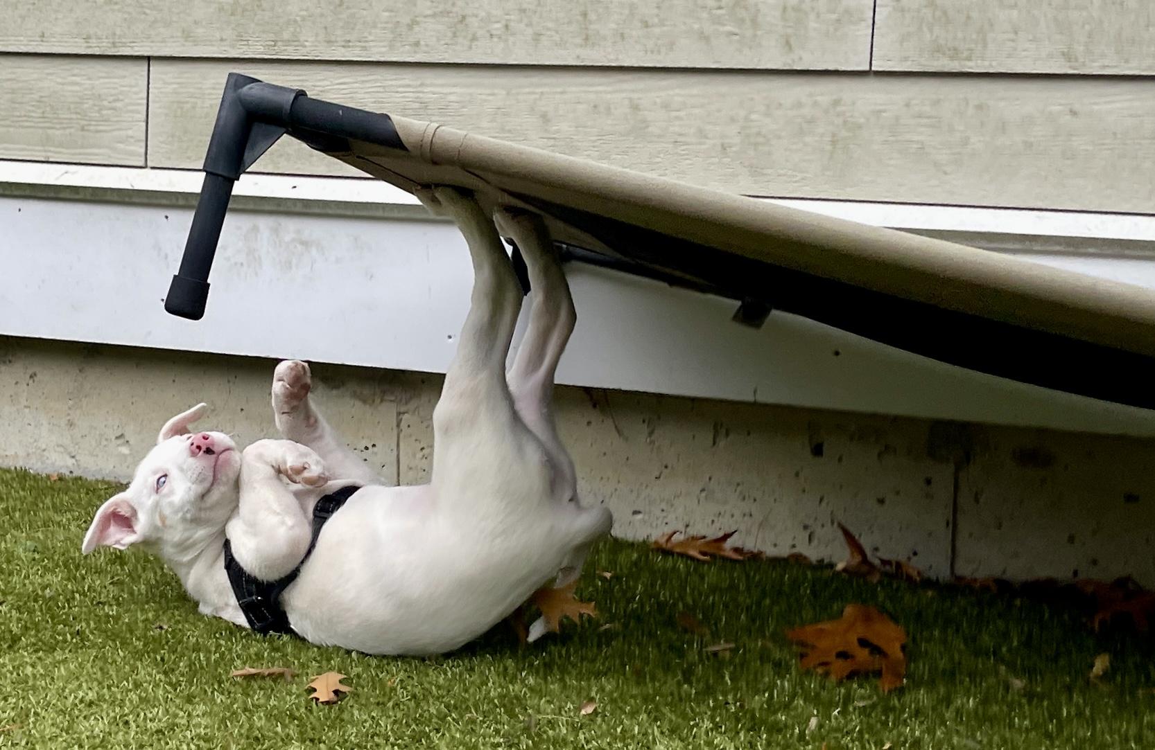 Cornbread, an adopted mixed breed in Scituate, MA image 2/5