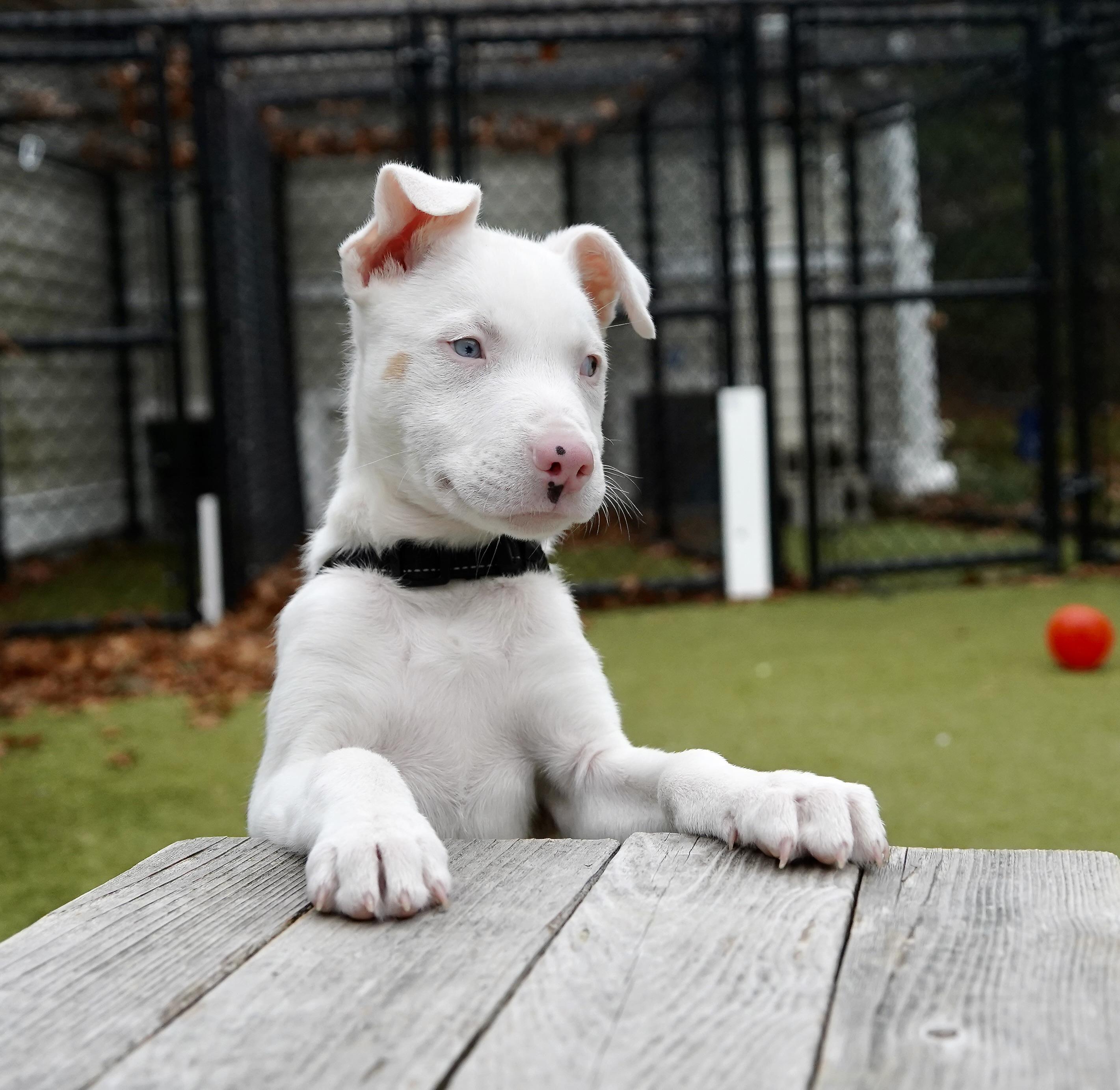 Cornbread, an adopted mixed breed in Scituate, MA image 1/5